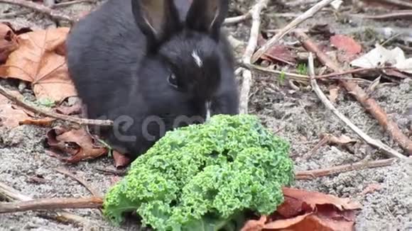 可爱的黑色小兔子在杰里科海滩加拿大2018年秋季视频的预览图