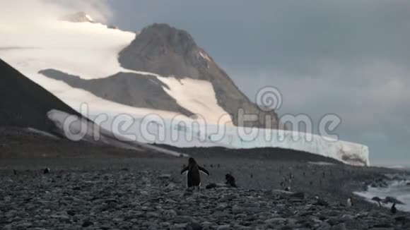 企鹅在南极海岸的鹅卵石上行走安德列夫视频的预览图