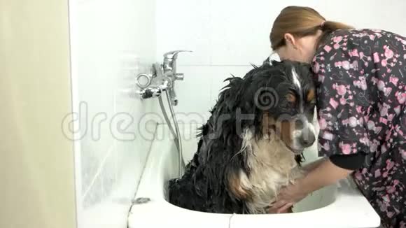 伯尼斯山狗洗澡视频的预览图