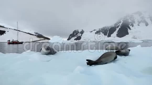 四只毛海豹在海湾中漂浮的冰川上爬行安德列夫视频的预览图