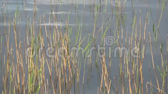 芬兰Saimaa湖上的芦苇视频的预览图