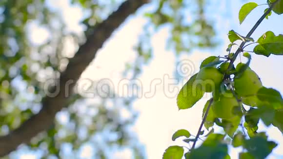 在风中透过苹果树叶子玩阳光蓝色自然背景视频的预览图