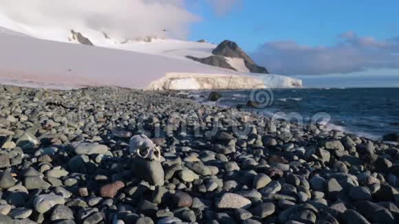 头骨位于冰川背景的岩石上安德列夫视频的预览图