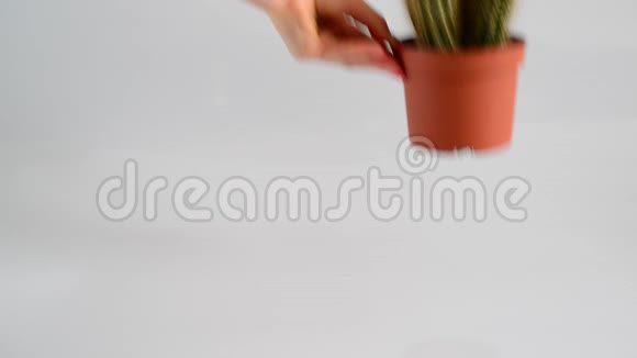 女人的手把草和仙人掌放在白色的背景上视频的预览图