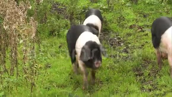 三只斑斑的猪在绿色的田野上行走视频的预览图