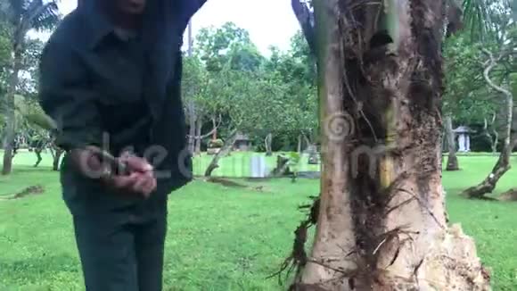 印度尼西亚人在公园里砍了一棵棕榈树印度尼西亚巴厘岛视频的预览图