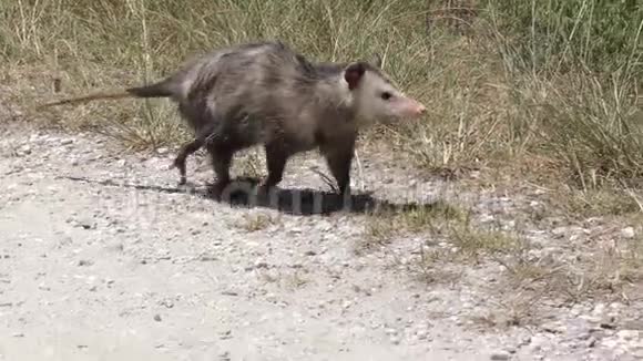 年轻的负鼠在佛罗里达草原散步视频的预览图