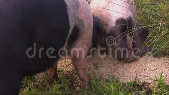 吃饲料的黑斑猪视频的预览图