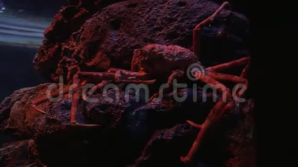 水族馆里的蜘蛛蟹视频的预览图