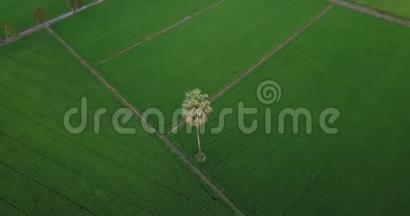 空中观景无人机绕着糖棕榈树飞行沿着两片稻田旁的小径飞行视频的预览图