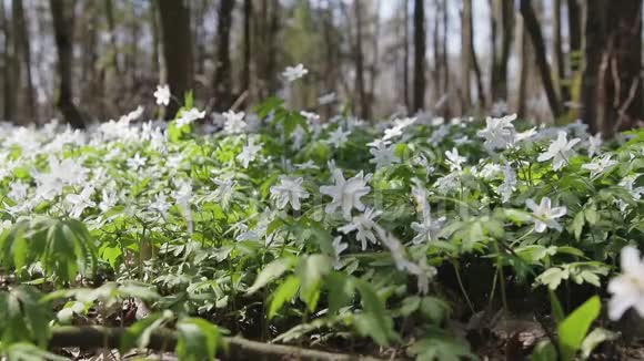 在春天阳光明媚的森林里用雪滴滑行在风中摇曳的花朵视频的预览图