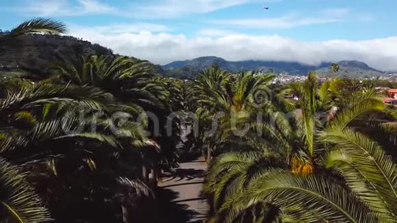 沿着棕榈树林飞行加那利群岛特内里费圣克里斯托巴尔德拉拉古纳镇景观视频的预览图