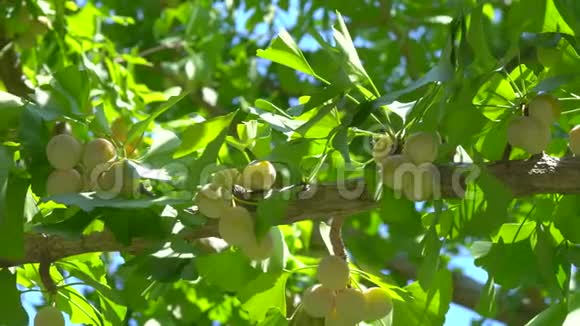 几乎成熟或成熟的银杏树上视频的预览图