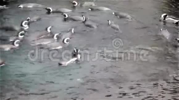 一群可爱的麦哲伦企鹅在水中嬉戏视频的预览图