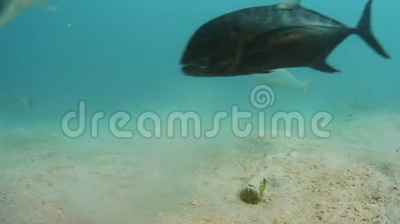 大鱼征服海底视频的预览图