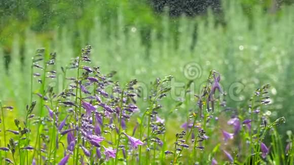 雨滴落夏园背景绿草草坪浇水花卉植物开花植物花园视频的预览图