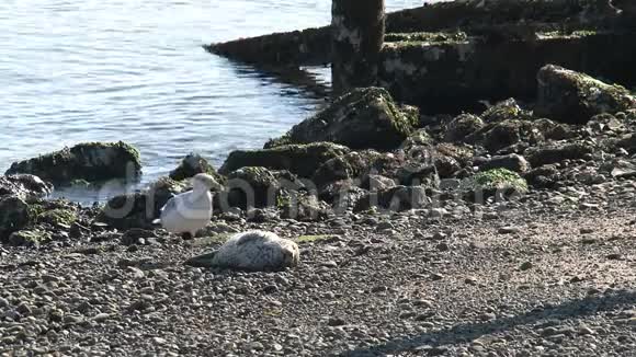 小港海豹睡觉视频的预览图
