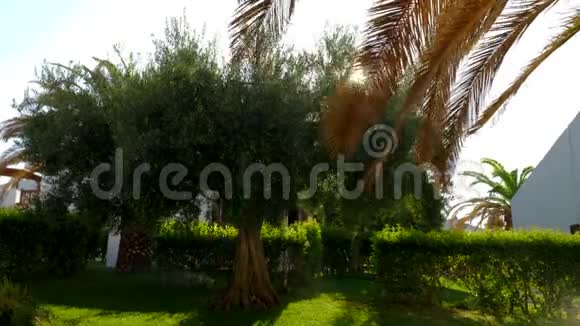 阳光明媚的夏日绿园里种着橄榄树和棕榈树视频的预览图