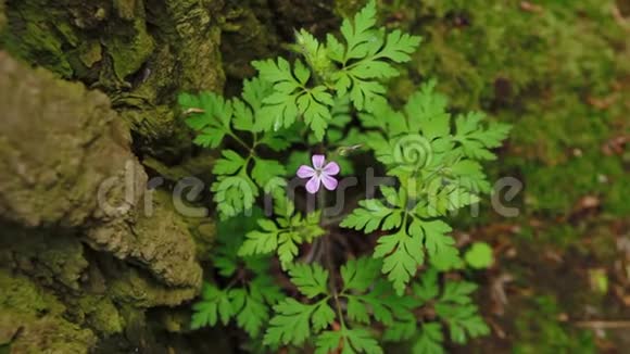 野林中一朵紫色的小花草本罗伯特花天竺葵开花视频的预览图