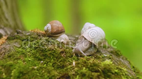 两只蜗牛在森林里爬过苔藓视频的预览图