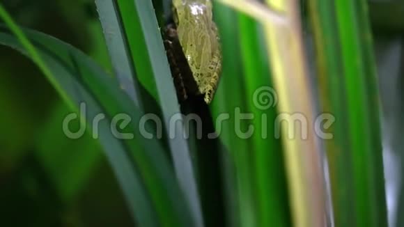 常见小树蛙多叶螨坐在叶子上马来西亚雨林夜间丛林野生动物园视频的预览图