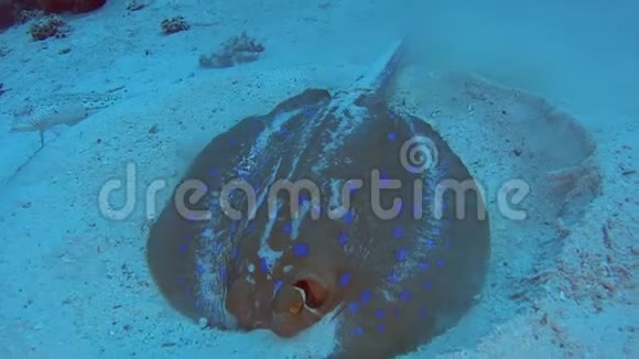 热带海洋沙质海底的蓝斑泻湖黄貂鱼视频的预览图