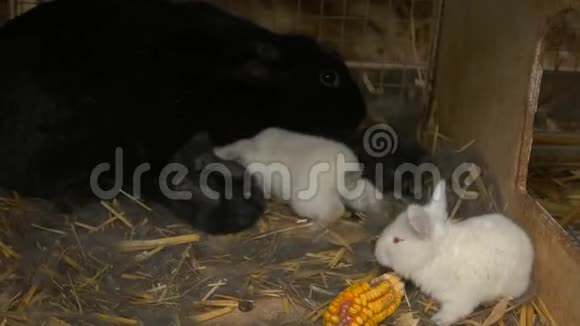 兔子在农场的笼子里视频的预览图