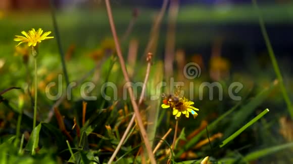 蜜蜂在黄色蒲公英上收集花粉视频的预览图