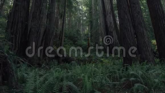 加州红木国家公园日落视频的预览图