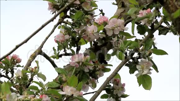 春天苹果树的花视频的预览图