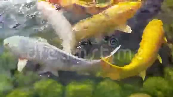 池塘里五颜六色的锦鲤鱼视频的预览图