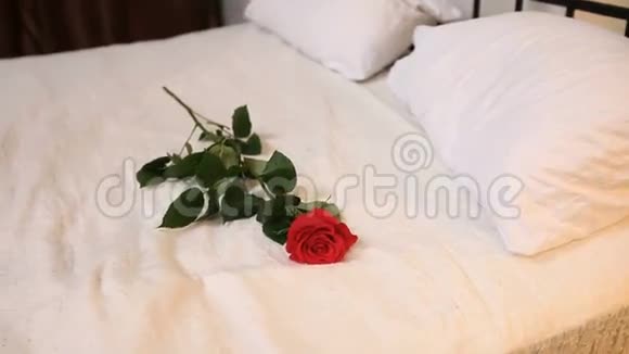 一朵红玫瑰躺在大床上视频的预览图
