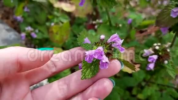夏天的花园里生长着野紫花视频的预览图