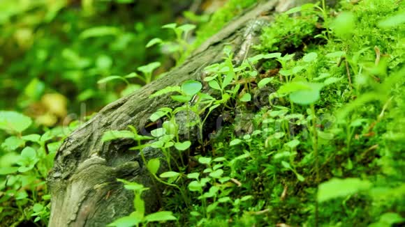 蚂蚁在爬野林中绿草如茵宏观拍摄视频的预览图