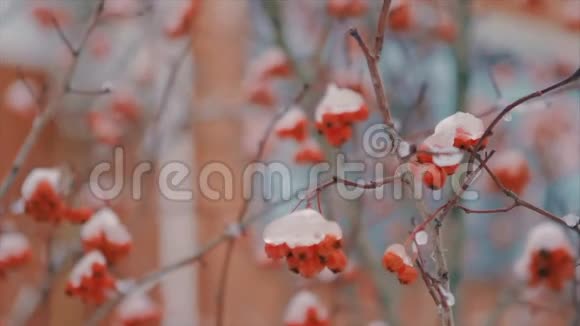 在冬季缓慢的运动中覆盖着雪丛和红色浆果视频的预览图