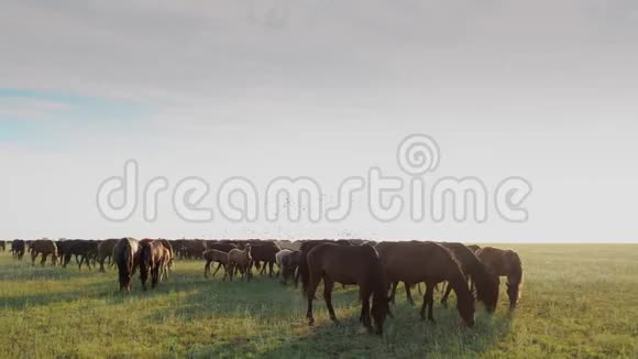 牧场牧马群在牧场喂青草视频的预览图