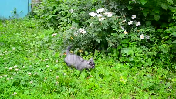 小猫沿着绿草地散步视频的预览图