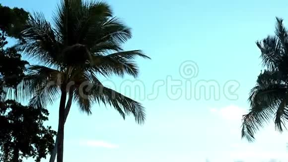 多米尼加共和国的棕榈视频的预览图