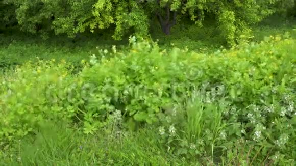 植物和绿草视频的预览图