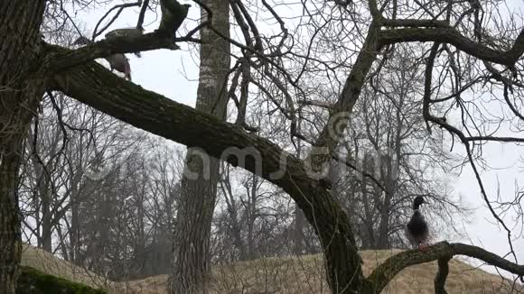 春天野鸭在树上吃鸭嘴兽视频的预览图