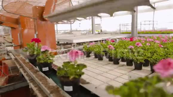 传送带上的花工业内部现代温室里五颜六色的花现代自动温室大棚视频的预览图