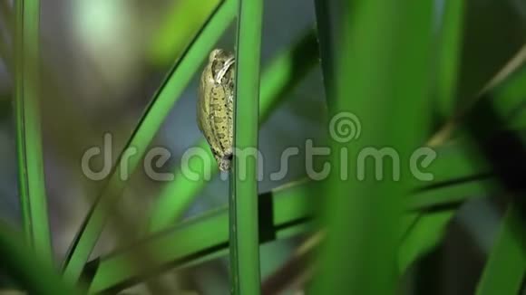常见小树蛙多叶螨坐在叶子上马来西亚雨林夜间丛林野生动物园视频的预览图