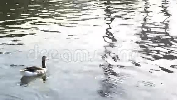 鸭子在平静的湖里游泳视频的预览图