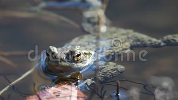 常见的青蛙拉娜颞叶漂浮和游泳在一个池塘在凯恩斯国家公园在春天视频的预览图