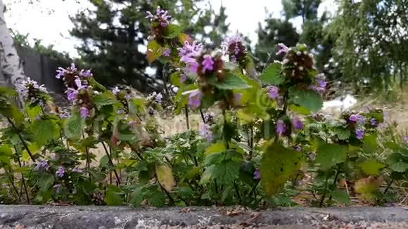 夏天的花园里生长着野紫花视频的预览图