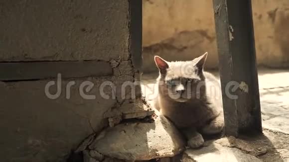 4k加泰罗尼亚猫老战士拯救了守旧城的老城墙在狭窄的中心街道的阴影下充满了视频的预览图