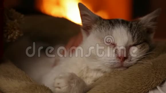 可爱的救援小猫在壁炉睡在新主人的膝盖上视频的预览图