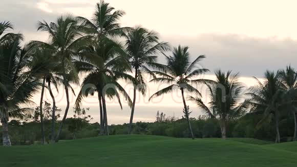 多米尼加共和国的棕榈视频的预览图