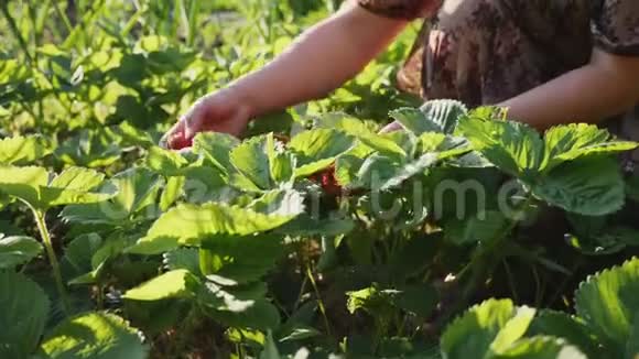 年轻女子手在厨房花园采摘草莓视频的预览图