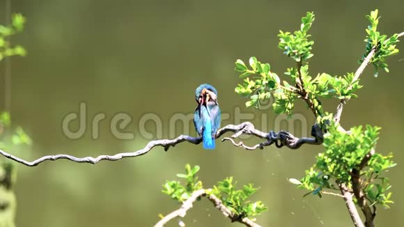 慢镜头电影的场景鸟翠鸟阿尔塞多在这站在树枝上用风吹净羽毛视频的预览图